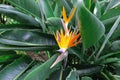 Strelitzia reginae is a monocotyledonous flowering plant native to South Africa found in a national park in Tenerife Royalty Free Stock Photo