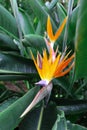 Strelitzia reginae is a monocotyledonous flowering plant native to South Africa found in a national park in Tenerife Royalty Free Stock Photo