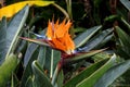 Strelitzia reginae is a monocotyledonous flowering plant native to South Africa found in a national park in Tenerife Royalty Free Stock Photo