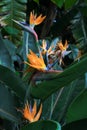 Strelitzia reginae is a monocotyledonous flowering plant native to South Africa found in a national park in Tenerife Royalty Free Stock Photo