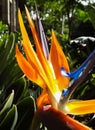 Strelitzia reginae, orange exotic flower