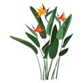 Strelitzia Reginae orange tropical flower bouquet isolated on white background. Green leaves, orange and violet blossom Royalty Free Stock Photo