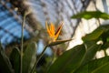 Strelitzia Reginae plant in tropical greenhouse. Crane flower, Bird of Paradise flower in glasshouse Royalty Free Stock Photo