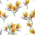 Strelitzia reginae seamless pattern.