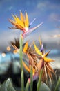 Strelitzia royal bush. Crane flower, bird of paradise exotic flower on a blue background. macro