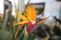 strelitzia royal, Crane flower close up