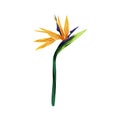 The strelitzia Royal. Flower of the bird of Paradise. Perennial herbaceous plant.