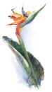 Strelitzia royal flower, bird of paradise. Watercolor drawing isolated on white background