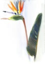 Strelitzia royal flower, bird of paradise. Watercolor drawing isolated on white background