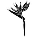 Strelitzia royal flower black silhouette drawn by various lines in a flat style. Tropical paradise flower sketch for tattoo Royalty Free Stock Photo