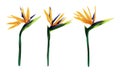 The strelitzia Royal. Set of three tropical flowers. Flower of the bird of Paradise. Perennial herbaceous plant.