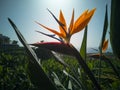 Strelitzia reginae an exotic tropical flower at La Palma.