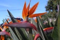 Strelitzia tropical flower, bird of paradise Royalty Free Stock Photo