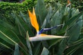 Strelitzie - Paradise bird blossom - Strelitziaceae Royalty Free Stock Photo