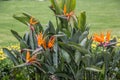 Strelizie with orange beak-shaped flowers Royalty Free Stock Photo