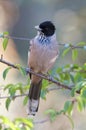 Strepengaai, Black-headed Jay, Garrulus lanceolatus