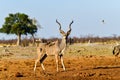 Strepsiceros strepsiceros or Kudu Antelope