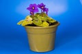 Streptocarpus ionanthus - purple colored violet flowers with green leaves in a pot on a blue background side view Royalty Free Stock Photo