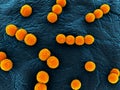 Streptococcus