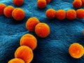 Streptococcus