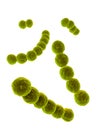Streptococcus Royalty Free Stock Photo