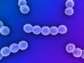 Streptococcus