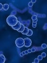 Streptococcus Royalty Free Stock Photo