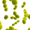 streptococcus bacteria Royalty Free Stock Photo