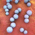 Streptococcus mutans bacteria
