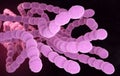 Streptococcus Pneumoniae Bacteria Royalty Free Stock Photo