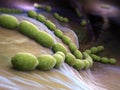 Streptococcus pneumoniae Royalty Free Stock Photo