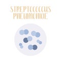 Streptococcus Pneumoniae. Pneumococcus, pathogen. Spherical gram-positive bacteria. Morphology. Microbiology