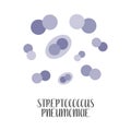 Streptococcus Pneumoniae. Pneumococcus, pathogen. Spherical gram-positive bacteria. Morphology. Microbiology Royalty Free Stock Photo