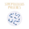 Streptococcus Pyogenes, pathogen. Spherical, gram-positive bacteria. Morphology. Microbiology Royalty Free Stock Photo