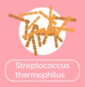 Streptococcus Thermophilus Bacteria Probiotics