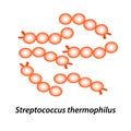 Streptococcus thermophilus. Good intestinal microflora. probiotic, prebiotic. Infographics. Vector illustration on