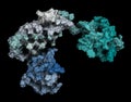 Streptokinase enzyme molecule. Protein from Streptococcus bacteria that is used as a thrombolytic drug