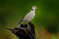 Streptopelia capicola, also known as the Cape turtle dove, Kgalagadi, South Africa. Bird from African sand desert, Botswana. Bird