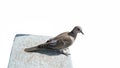 Streptopelia decaocto, most often simply called the Collared Dove against white background Royalty Free Stock Photo