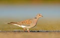 Streptopelia turtur Royalty Free Stock Photo