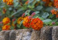 The Marmalade Bush Flowers Royalty Free Stock Photo