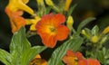 Streptosolen Jamesonii, The Marmalade Bush Flowers Royalty Free Stock Photo