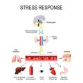 Stress response. Activation of the stress system. Stress is a main cause of high levels of adrenaline and cortisol secretion. Royalty Free Stock Photo