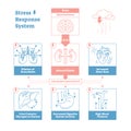 Stress response biological system vector illustration diagram,anatomical nerve impulses scheme.Clean outline graphic design poster Royalty Free Stock Photo