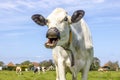 Stressed cow chokes on her own tongue, portrait of a cow laughing with mouth open, showing gums and tongue, blue sky