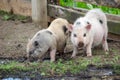 Stressed pot belly pig Royalty Free Stock Photo