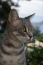 Stret cat photo in croatia Royalty Free Stock Photo