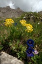 Blue gentians Gentiana acaulis and alpine kidney vetch Anthyllis vulneraria alpestris on the meadows of Malbun, Liechtenstein Royalty Free Stock Photo