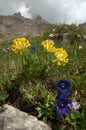 Blue gentians Gentiana acaulis and alpine kidney vetch Anthyllis vulneraria alpestris on the meadows of Malbun, Liechtenstein Royalty Free Stock Photo