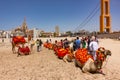 String of decorated riding camels lined up on the beach in Dwarka, Saurashtra, Gujarat, India